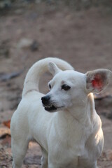 Perro