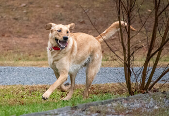 Dogs playing in December.