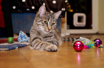 charming young grey tabby cat sits on parquet flooring and plays with colorful christmas baubles