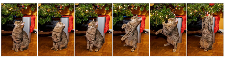a young gray tabby cat watches a wooden Santa Claus figure under a Christmas tree, jumps up and catches it (panorama of six photos with different phases of movement)