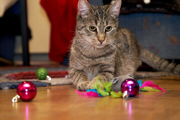 young grey tabby cat sits on parquet flooring and plays with christmas baubles