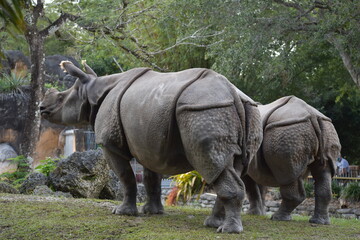 rhino in the zoo