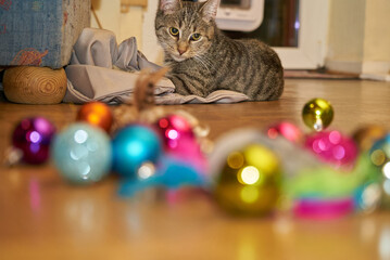 playful young tabby cat sits on the floor behind some colorful blurred christmas baubles