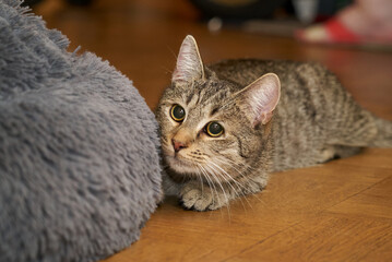 young grey tabby cat sits on parquet flooring and hides behind a fluffy pillow