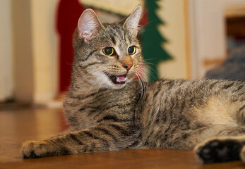 young grey tabby cat sits on parquet flooring - his mouth is a bit opened, teeth and tongue are visible, he looks a bit upset