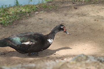 Pato