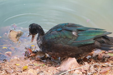 Pato