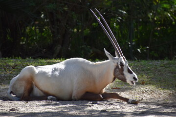 antelope