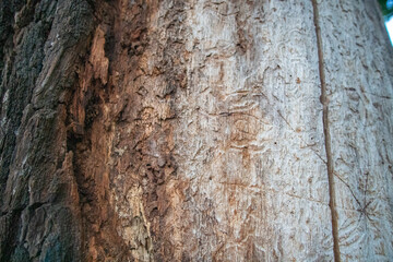 Beautiful tall two faced tree at amazing castle park charlottenburg in berlin germany