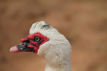 Pato