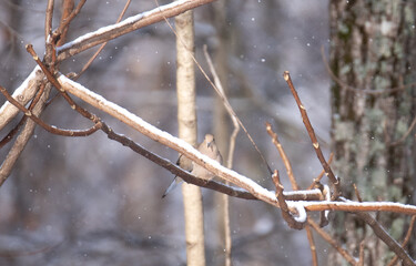 Birds in the backyard in December.