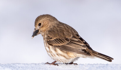 Birds in the backyard in December.