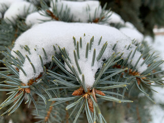 Snow covered fir branch on white snowy background