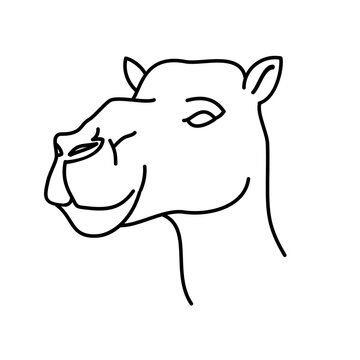 Animal camel icon design. Vector, clip art, illustration, line icon design style.
