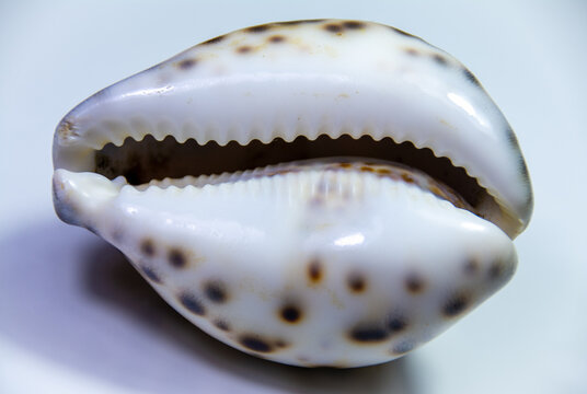 A closeup shot of a seashell Cypraea tigris on white background