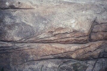 texture of the bark of a tree