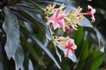 The beauty of red and white flowers Green leaf background Selectable focus