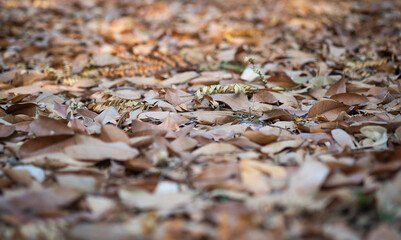 Dry leaves on the floor in autumn seasons.