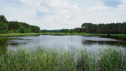 wild forest lake in Rivne Polissya in Ukraine