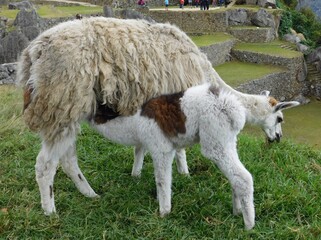 Obraz premium Llama Feeding On Top a Mountain