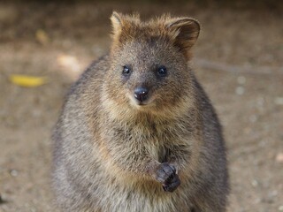 Naklejka premium Charming Appealing Winsome Young Quokka with Sparkling Eyes and Sweet Pretty Features.