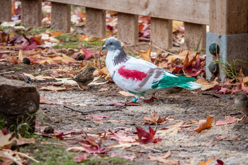 A closeup of Spain's painted racing pigeon