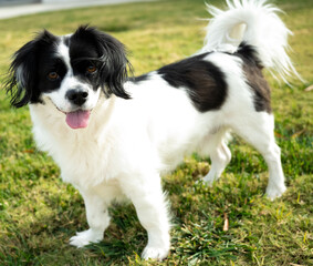 Border Collie Dog Smiling 