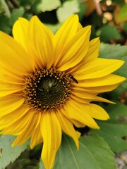 Fototapeta premium sunflower close up