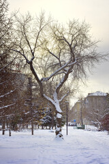A tree in a winter Park. Curved branches of the decorative tree among snowdrifts on the square of Glory