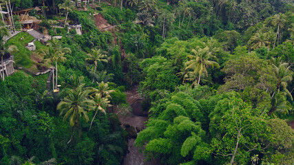 Forest on Bali. Shooting from dron.