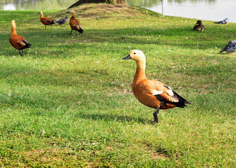 Duck Ogar in the grass. Wild birds strolling along the lake shore - obrazy, fototapety, plakaty
