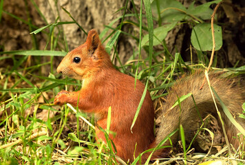 Naklejka na ściany i meble Red squirrel in the grass. Forest funny animal sitting on the ground in profile close-up