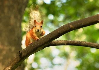 Red squirrel on a branch. Forest funny cute red animal rodent sitting on a tree branch in full-face close-up