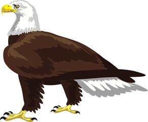 Bald eagle isolated on white - vector illustration stock illustration