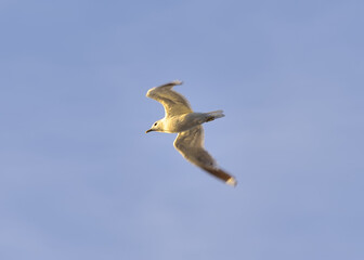 Lake gull in flight. A white bird with outstretched wings against a blue sky
