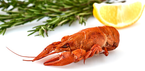 Crayfish-boiled river crayfish on a white background.Space for text.