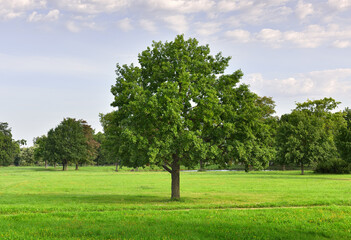Fototapeta na wymiar Oak in the Park. Wide green lawn with free-standing trees