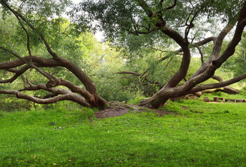 Creeping tree in the Park. Crooked willow trunks and branches in the middle of a green lawn