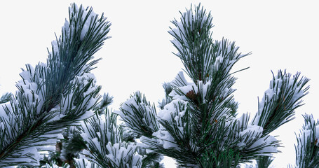 Frozen pine branches in the snow on the background of the sky in the clouds