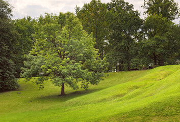 Fototapeta na wymiar A tree on a green slope. Brightly lit grass lawn in a summer Park