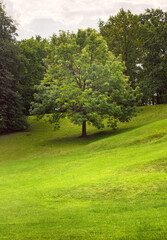 A tree on a green slope. Brightly lit grass lawn in a summer Park
