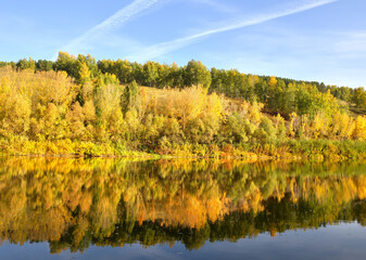 Fototapeta na wymiar Autumn Bank of the Inya river. Trees with Golden foliage on a high slope are reflected in the water