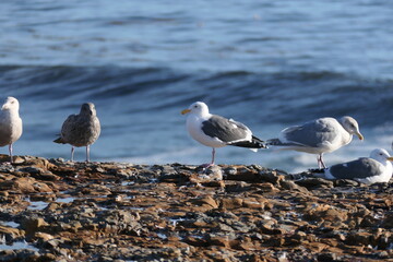 Seagulls on the shore