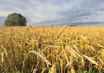 Ear of rye on a field background