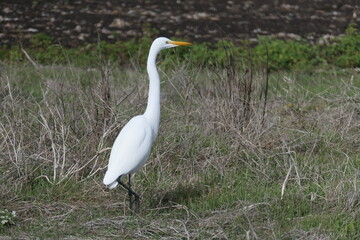 White egret