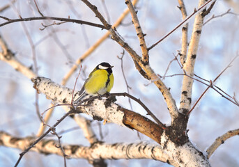 Tit on a Birch branch in winter. A small yellow bird among the white branches