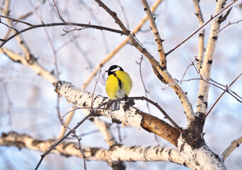 Tit on a birch branch in winter. The little yellow bird turned its head to the side