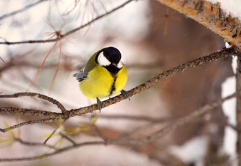 Tit on a branch in winter. A small bird in half a sits on a pine branch