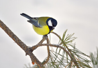 Tit on a branch in winter. A small bird sits on a Pine branch and looks down