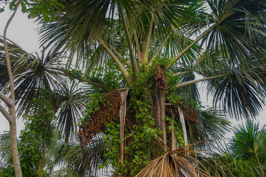 One of the most nutritious palm tree fruits in the Amazon is aguaje, a bittersweet fruit with an important nutritional value. Photographed in 2019.